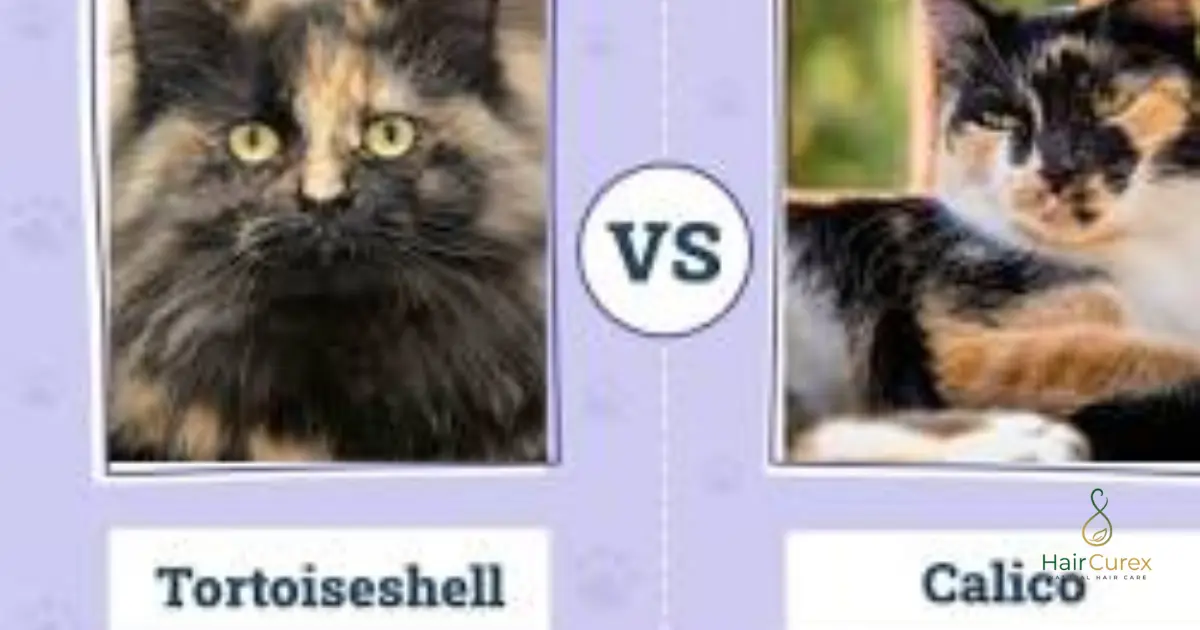 Calico Hair vs. Tortoiseshell Hair: What's the Difference?